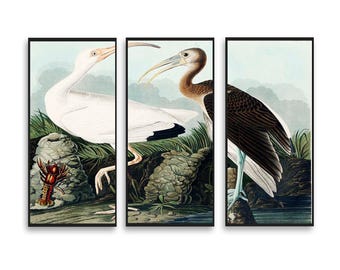 White Ibis from Birds by John J. Audubon - Multi-Paneled Prints, Choose Number of Panels, Total Size, and Accent Color