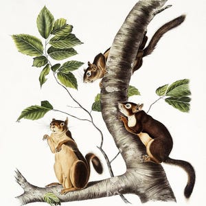 Douglass's Squirrel by John J. Audubon - Framing Options Available