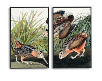 American Woodcock by John J. Audubon - Multi-Paneled Prints, Choose Number of Panels, Total Size, and Accent Color