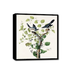 May include: A framed botanical and ornithological print featuring two black and white birds perched on a brown branch with green leaves and clusters of small black berries. One bird is positioned on the left, while the other is on the right.