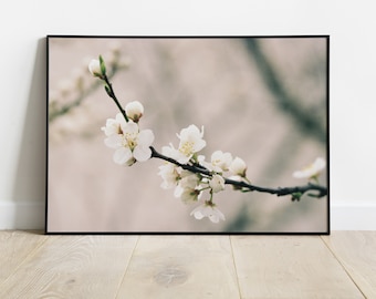 Analog photography for printing / nature / white flowers / photo on the wall / Portra 400