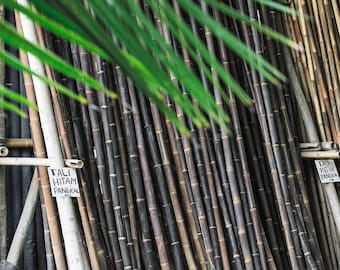 Large Black bamboo poles, 2&quot; to 4 inches diameter, 48&quot; to 92&quot; L