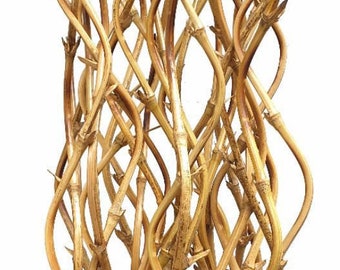 Curly bamboo stakes, black and natural yellow, 72" - 78"H x 3/8" diameter