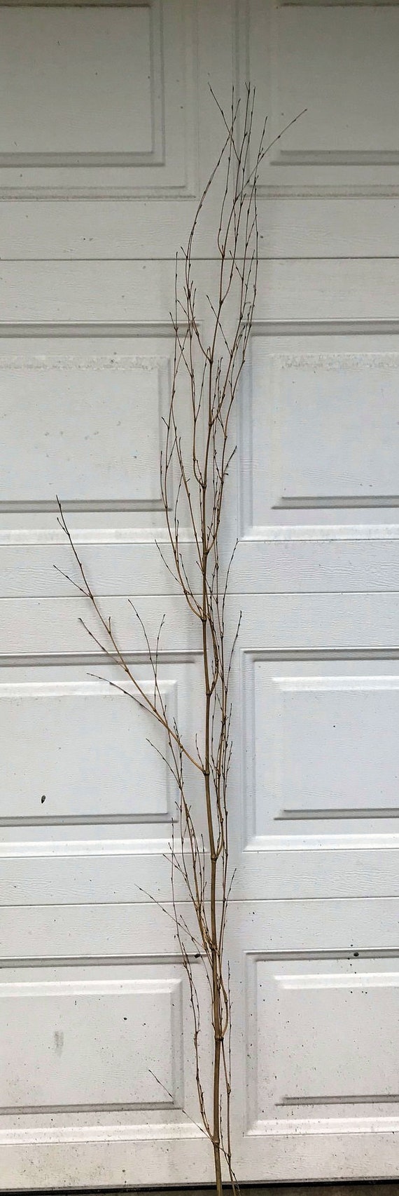 Extra Long Birch Twigs 25 Long Bundled Birch Twigs 20 to 24 Long Farmhouse  Decor Floral Arrangements Rustic Wedding 