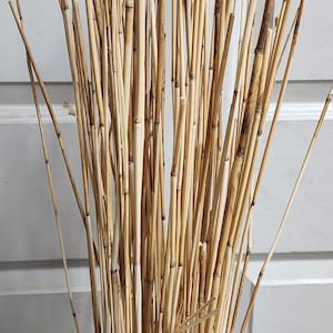 Dry natural reed sticks