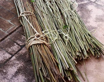 Fresh cut green natural willow sticks craft weaving.