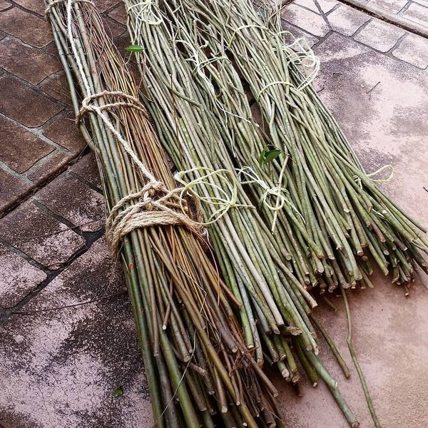 Fresh cut green natural willow sticks craft weaving.