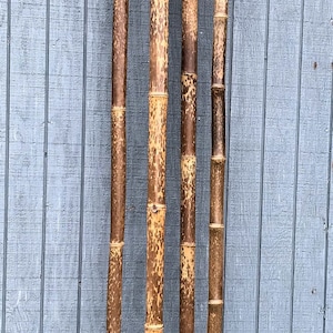 May include: Four brown bamboo poles standing upright against a light blue wooden wall. The poles are different lengths and have a natural, rustic look.