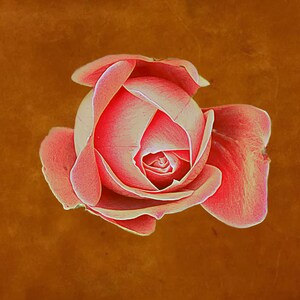 desktop wallpaper - digital wallpaper - spring flower