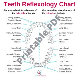 Pode incluir: Um gráfico que mostra o gráfico de reflexologia dentária. O gráfico mostra os órgãos internos correspondentes dos lados direito e esquerdo do corpo. O gráfico é dividido em duas seções, uma para o lado direito do corpo e outra para o lado esquerdo do corpo. Cada seção mostra um diagrama dos dentes e dos órgãos internos correspondentes. O gráfico é etiquetado com os nomes dos dentes e os órgãos internos correspondentes.