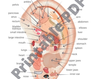 Ohrzuordnungstabelle PDF zum Ausdrucken