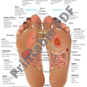 Foot Reflexology Chart PDF Printable