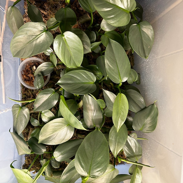 Philodendron Silver Sword