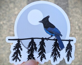 Stellers Eichelhäher-Aufkleber, Abziehbild, Nordwesten, Westküste, British Columbia, Vogel auf Ast