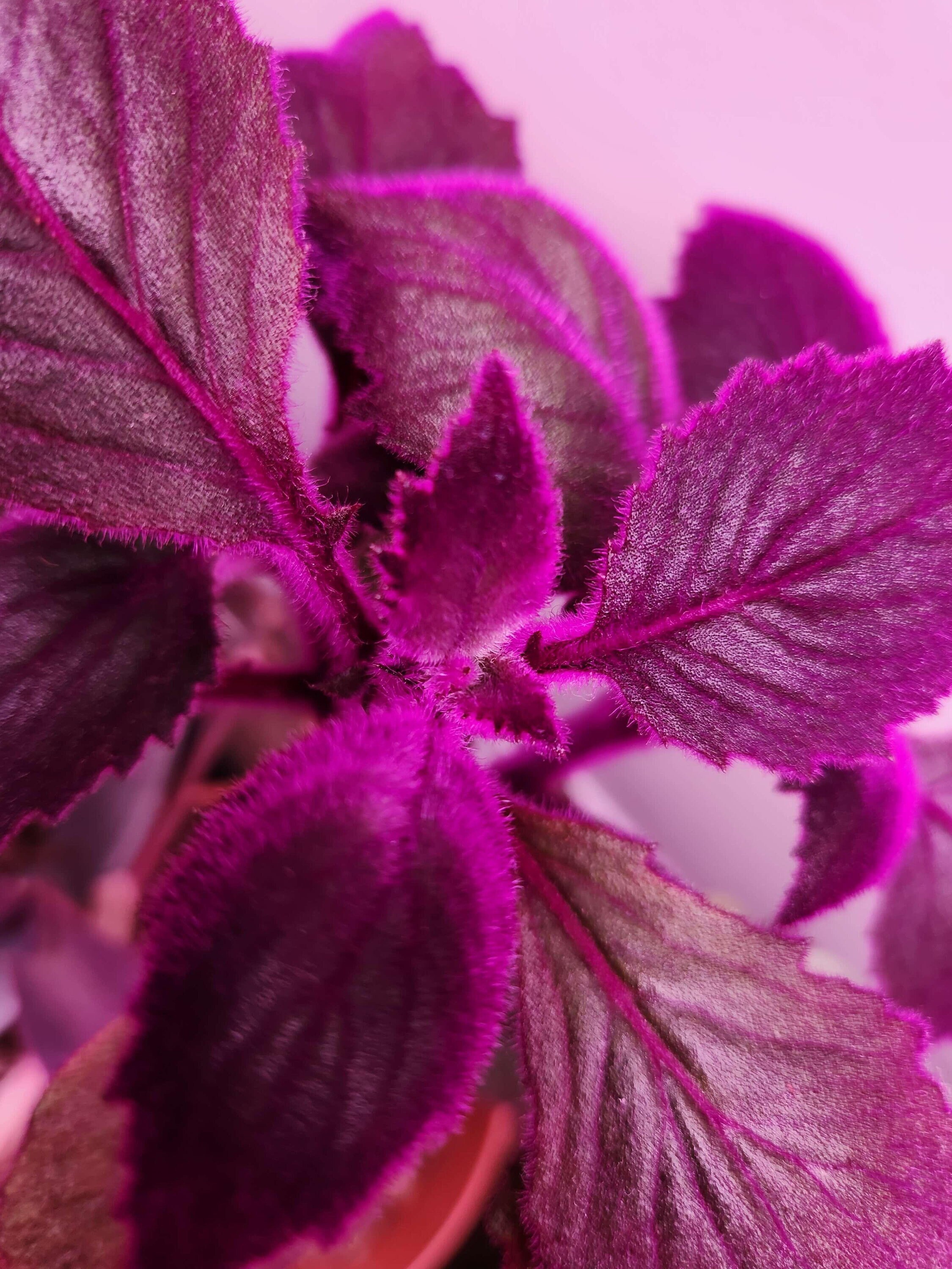 Purple Passion Plant / Rare Gynura Aurantiaca / Purple Velvet Etsy