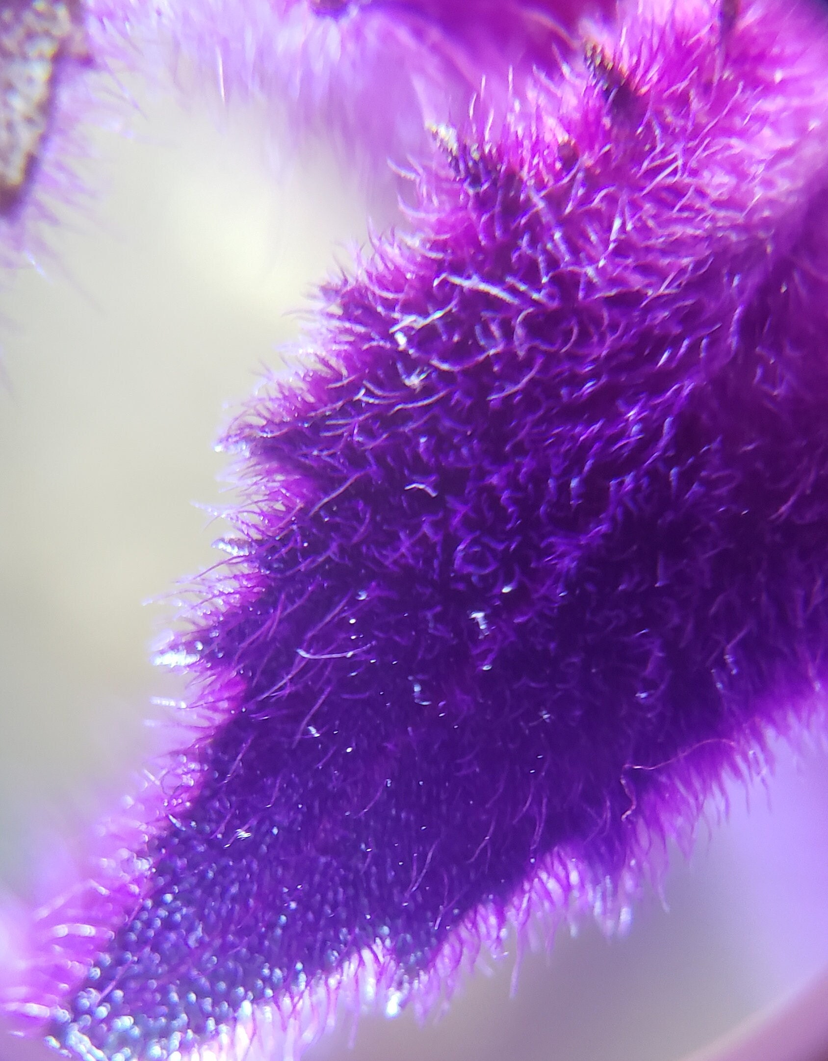 Purple Passion Plant / Rare Gynura Aurantiaca / Purple Velvet Etsy