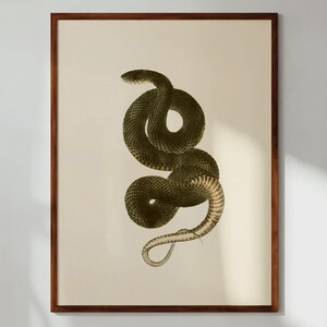 May include: A framed print of a vintage illustration of a green snake coiled in a circle.