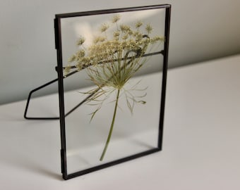 Pressed Flower Art with White Dill in Black Frame, 5"x7"