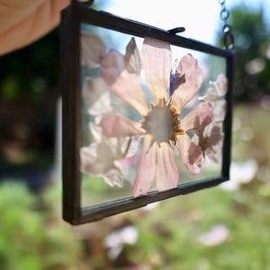 Pressblumenkunst mit rosa Kosmos, 2,5 &quot;x 3,5&quot;