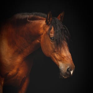 May include: A close-up of a brown horse with a black mane and tail. The horse is looking to the side and has a serious expression on its face.