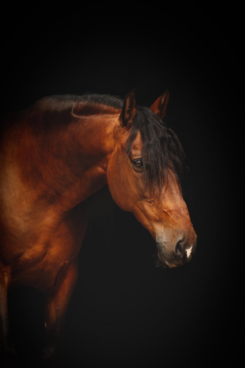 May include: A close-up of a brown horse with a black mane and tail. The horse is looking to the side and has a serious expression on its face.