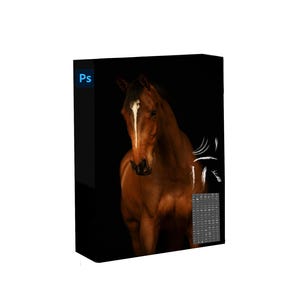 Op de afbeelding: Een bruin paard met een witte ster op zijn voorhoofd staat tegen een zwarte achtergrond. Het paard heeft een lange manen en staart. De afbeelding is bijgesneden om de kop en nek van het paard te laten zien.