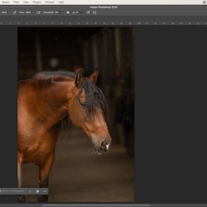 May include: A brown horse with a black mane and tail stands in a dark stable. The horse is looking to the left of the frame.