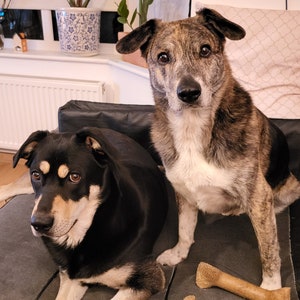 aza and ozi