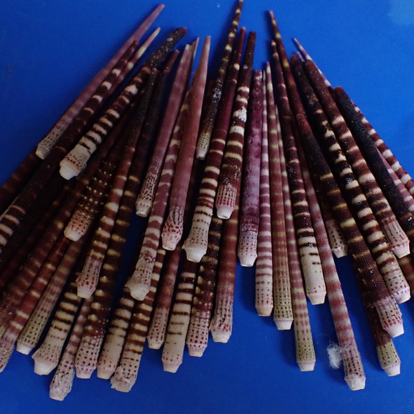 sea urchin spines -50-pcs  50--78-m.m. beautiful color