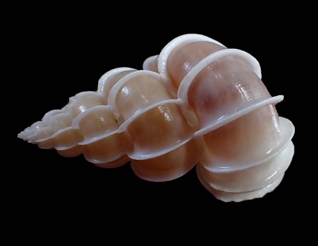 Sea Shell Epitonium Scalare 52 Etsy