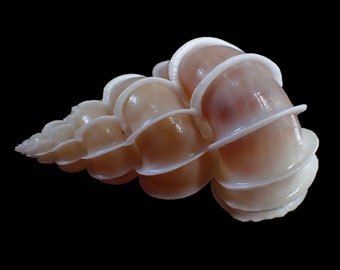 Sea Shell - Epitonium scalare 52