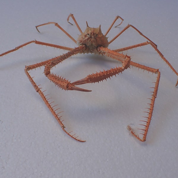 Araignée Crabe Naxioides teatui corps mâle Taxidermie - 32 cm x 33 cm