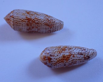 Sea shell - Conus nussatella 45-51mm 2pcs