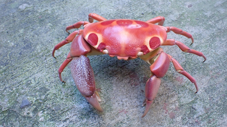 Marine Lifecarpilius Maculatus 20cm X 14 Nice Color Etsy