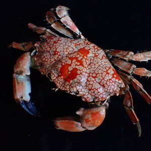 mosaic reef crab-Lophozozymus pictor 16-cm image 2