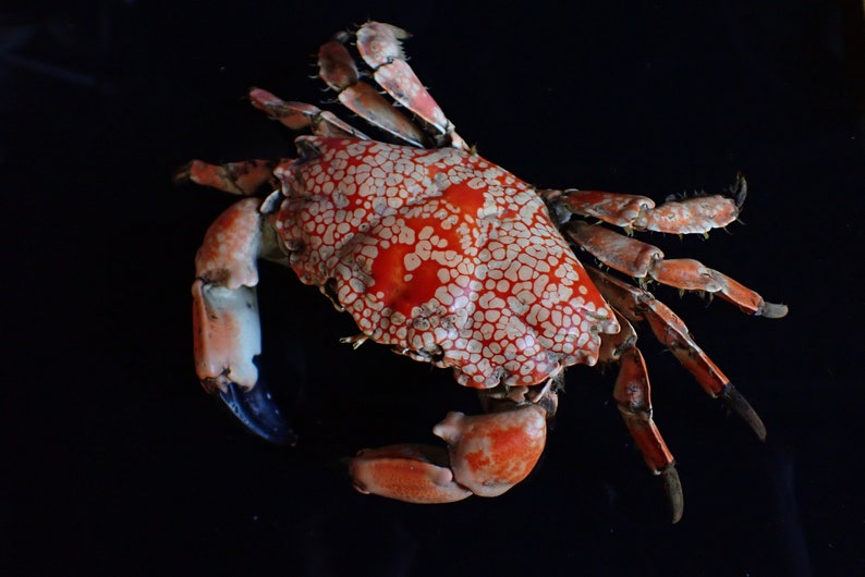 mosaic reef crab-Lophozozymus pictor 16-cm image 2