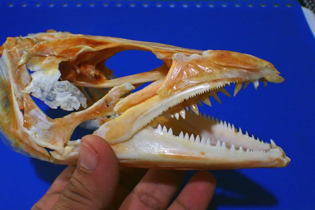 Fish Taxidermy Barracuda Skull sphyraena 7 Inches Length X - Etsy