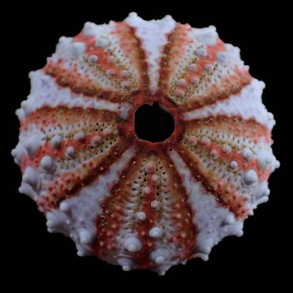 Sea urchin test 45mm - #0102