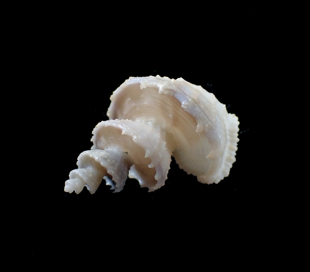 Sea Shells-trigostoma Scalare Big Size ,36-m.m. F - Etsy