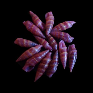Sea Shells Aesopus cumingii 12-15mm 14pcs. image 1
