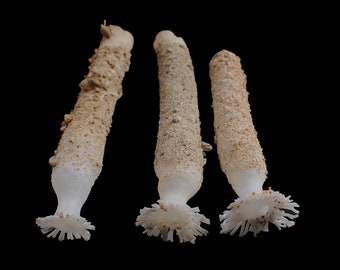 Marine life- Verpa philippinensis- 99-119mm- 3pcs.