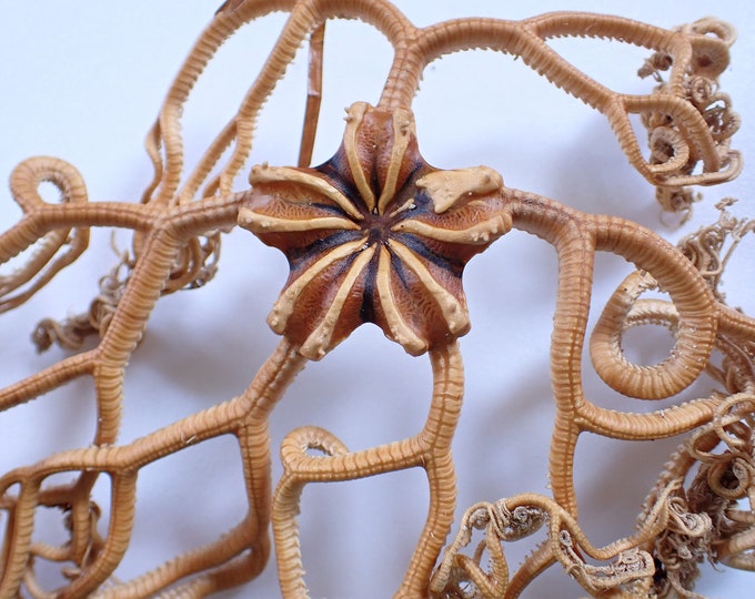 Sea Star-basket Starfish From Deep Water 155mm-6-inches. - Etsy