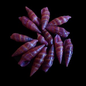 Sea Shells Aesopus cumingii 12-15mm 14pcs. image 2
