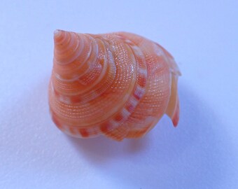 Sea Shell - Pleurotomaria gotoi 28mm