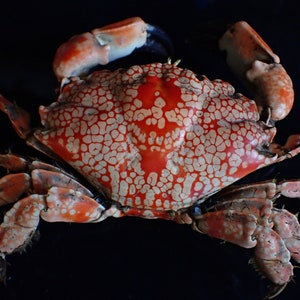 mosaic reef crab-Lophozozymus pictor 16-cm image 1