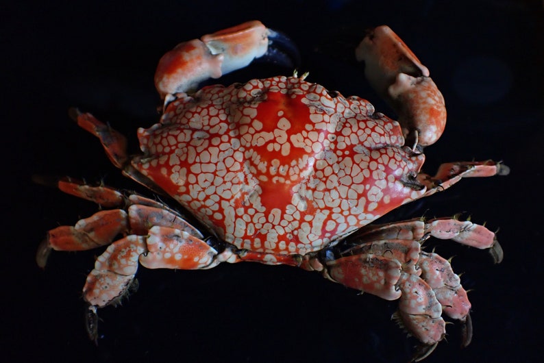 mosaic reef crab-Lophozozymus pictor 16-cm image 1