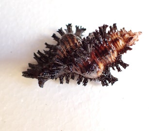 sea shells- - chicoreus banksi big 80-m.m. gem beautiful spines