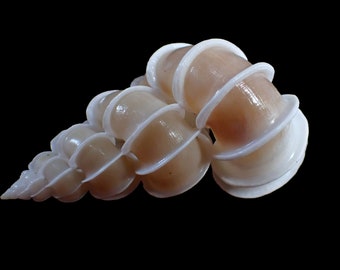 Sea Shell - Epitonium scalare 53mm