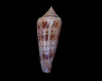 Seashell - Sea shells conus gloriamaris 129.m.m. f+++ big size and nice color