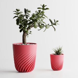 Può includere: Due fioriere color corallo, con texture a spirale, una grande e una piccola, ciascuna con una diversa succulenta. La fioriera più grande contiene una pianta di giada con tronco marrone e foglie verdi. La fioriera più piccola contiene una piccola succulenta.
